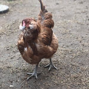 Meet your Posher, Donielle